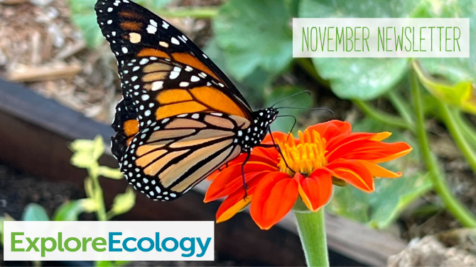 artfromscrap's tweet photo. Read the latest news from Explore Ecology in our November Newsletter - https://t.co/3FdKC2HqUB https://t.co/SXu4qF3R5F