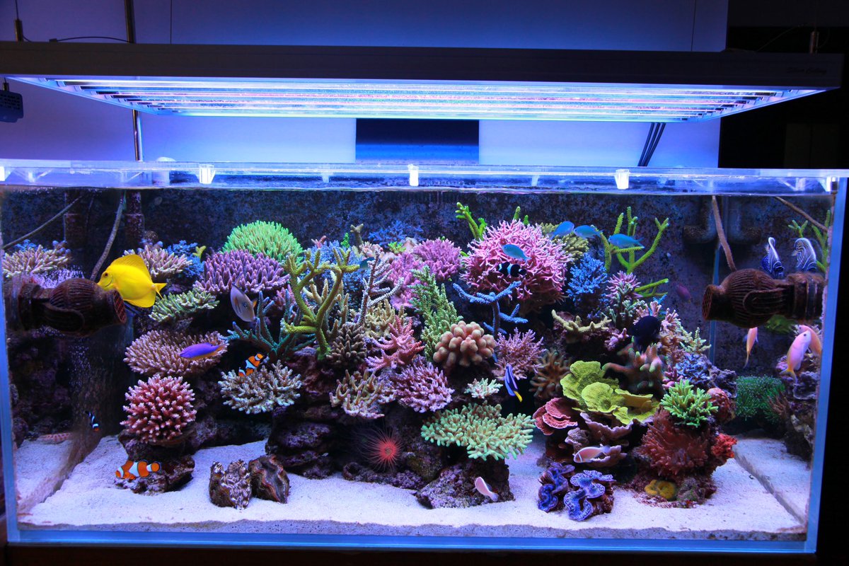 leonwang66's tweet photo. I missed my salt water tank. It’s a unreal experience in my life Every time I saw these videos, it recalled how amazing it was. https://t.co/cr3R8DxGsa