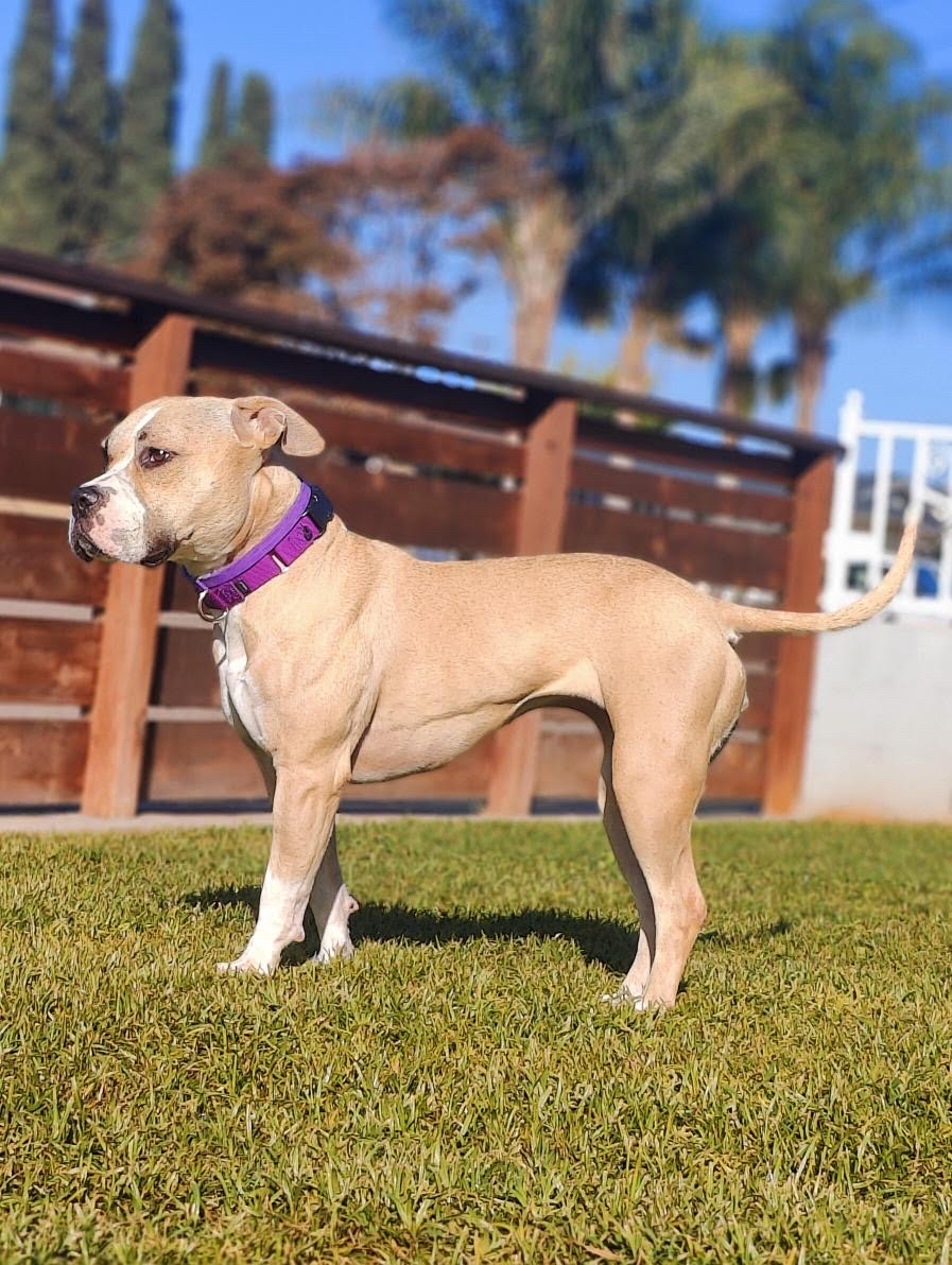 Pibblesnchis's tweet photo. Honey aka Hummingbird is doing great with her new foster. She had a small bout with diarrhea but she's ok now. Just had to switch up her food and monitor. No antibiotics at this time. To help us care for the 70+ dogs in our care, please consider donating! https://t.co/HUL7fbUXCy https://t.co/3pGClVWwQB
