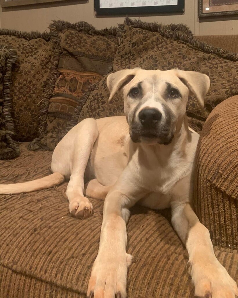 Rosie is a gorgeous girl waiting for her forever home!! We have no idea how she is still available - she such a sweet and well mannered puppy AND she’s absolutely adorable!!

She loves cuddles especially with foster mom. She plays well with all of the do… instagr.am/p/ClSXT_boh6r/