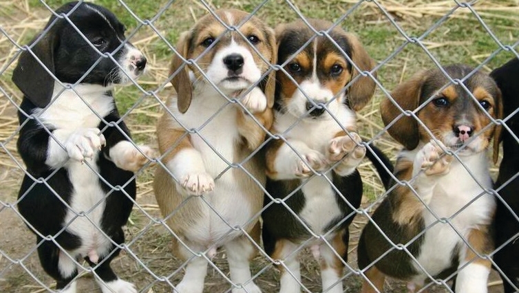 Founded in New Orleans in 1988, The Humane Society of Louisiana leads the fight against cruelty to animals statewide. l8r.it/EhCd

#AvenueGives #StCharlesAvenue #Sponsored