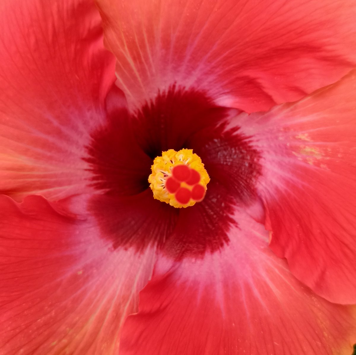 HolisticWebDev's tweet image. A pretty cool close up of a flower I took yesterday. Nature does the best design work A pretty cool close up of a flower I took yesterday at the vivero. Nature does the best design work #website #webdesigner #webdesign #flower #flowerart #flowerphotos #closeups #design