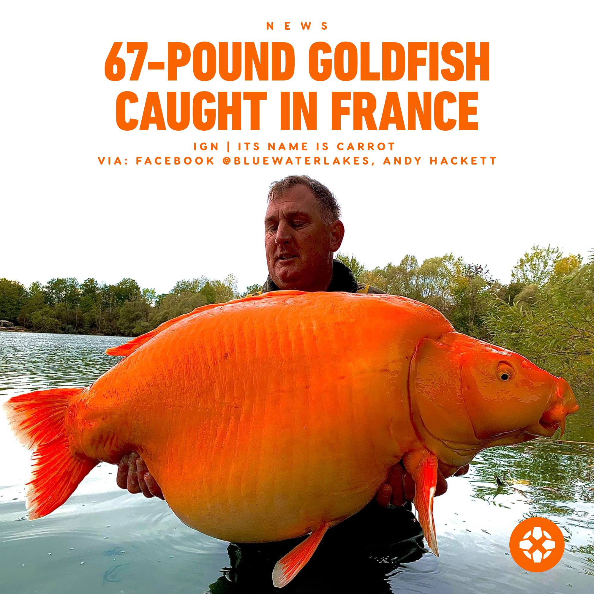 IGN on Twitter "This 67.4pound goldfish, dubbed Carrot, was caught by