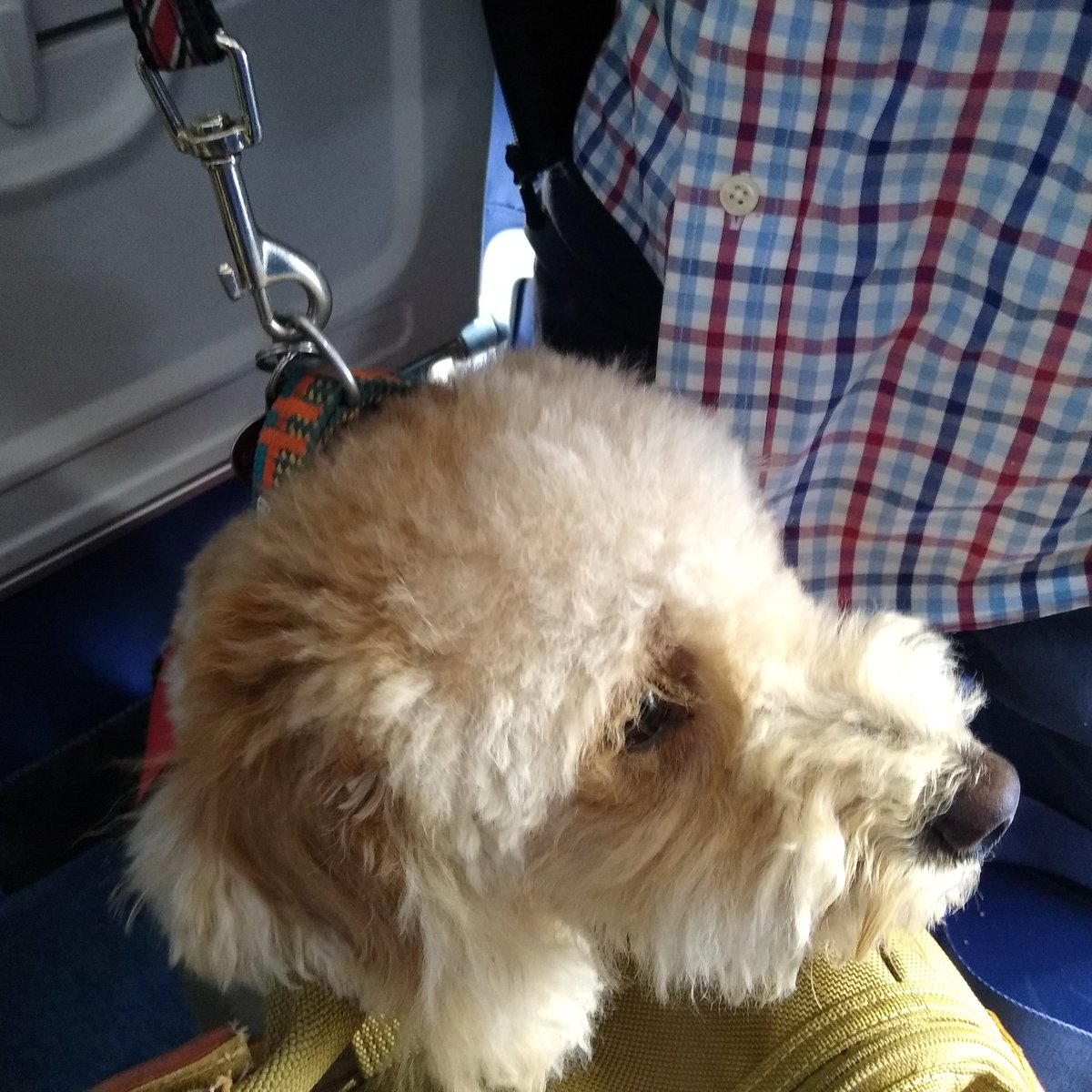 ThWrex's tweet image. @Southwest Meet Kelly. Kelly is an (ahem) "Service Dog." She sat in the row behind me under my seat.  

I was wearing slip-on shoes and short socks. I am sound asleep at the time and bored little doggy starts licking the exposed back of my ankle in the plane. #2279 PHX to LAX ;)