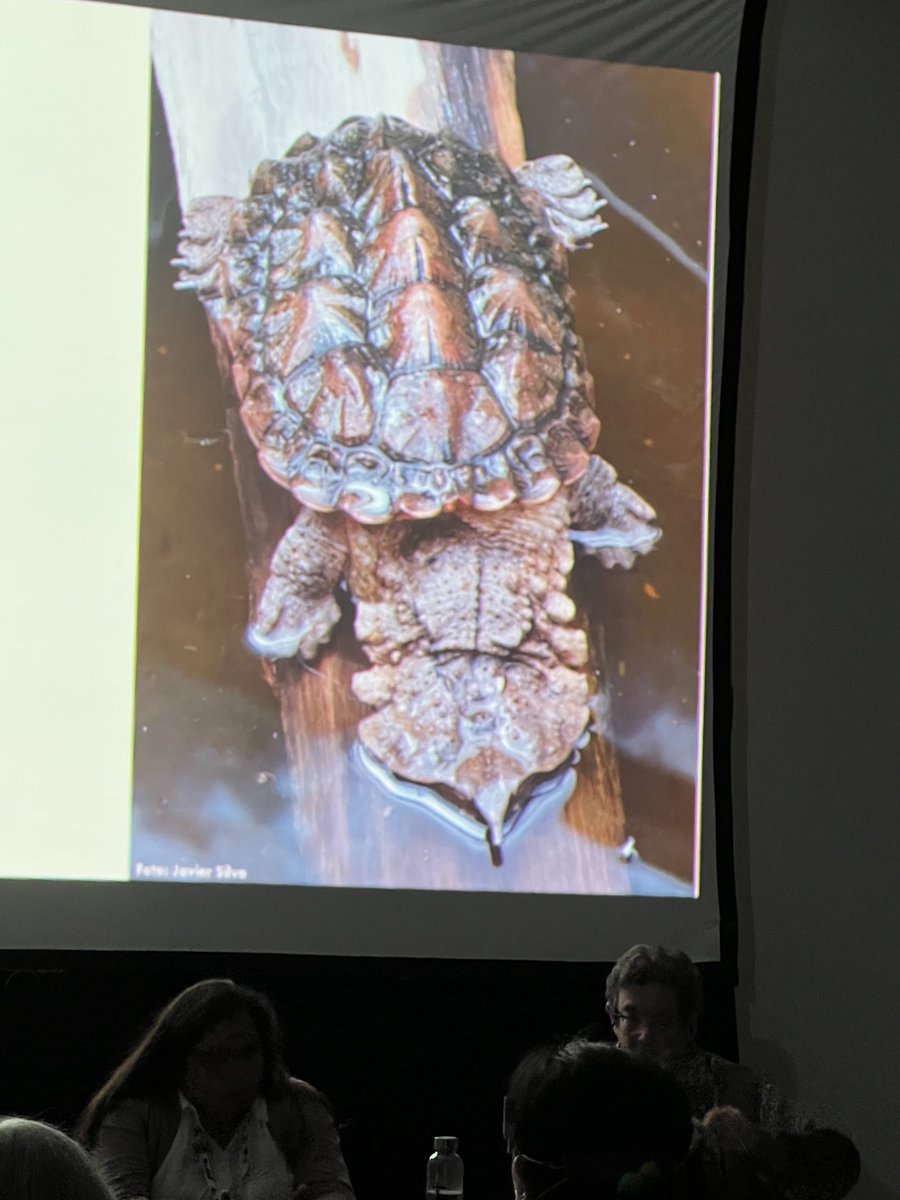 TheWCS's tweet photo. At #CITESCOP19 @WCSColombia @germanforecroc: There’s evidence of high global demand for South America’s matamata turtles, especially as pets. We thank Peru, Brazil, Colombia, and Costa Rica for ensuring these BEAUTIFUL turtles won intl trade protections in @CITES committee today https://t.co/IUgcyydIh9