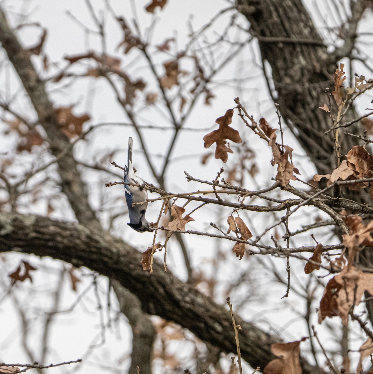 putmanbackstage's tweet photo. Acrobat blue jay #birdwatching #naturephotography #nature #bird https://t.co/TJt3i8glVb