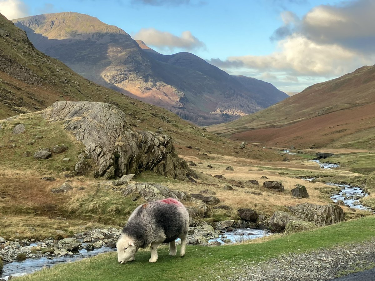 MeiLoft's tweet image. Herdy on #honisterpass this morning en route to #buttermere 🥾

#lakedistrict
@StagecoachCNL 
@Cumbria_Lakes