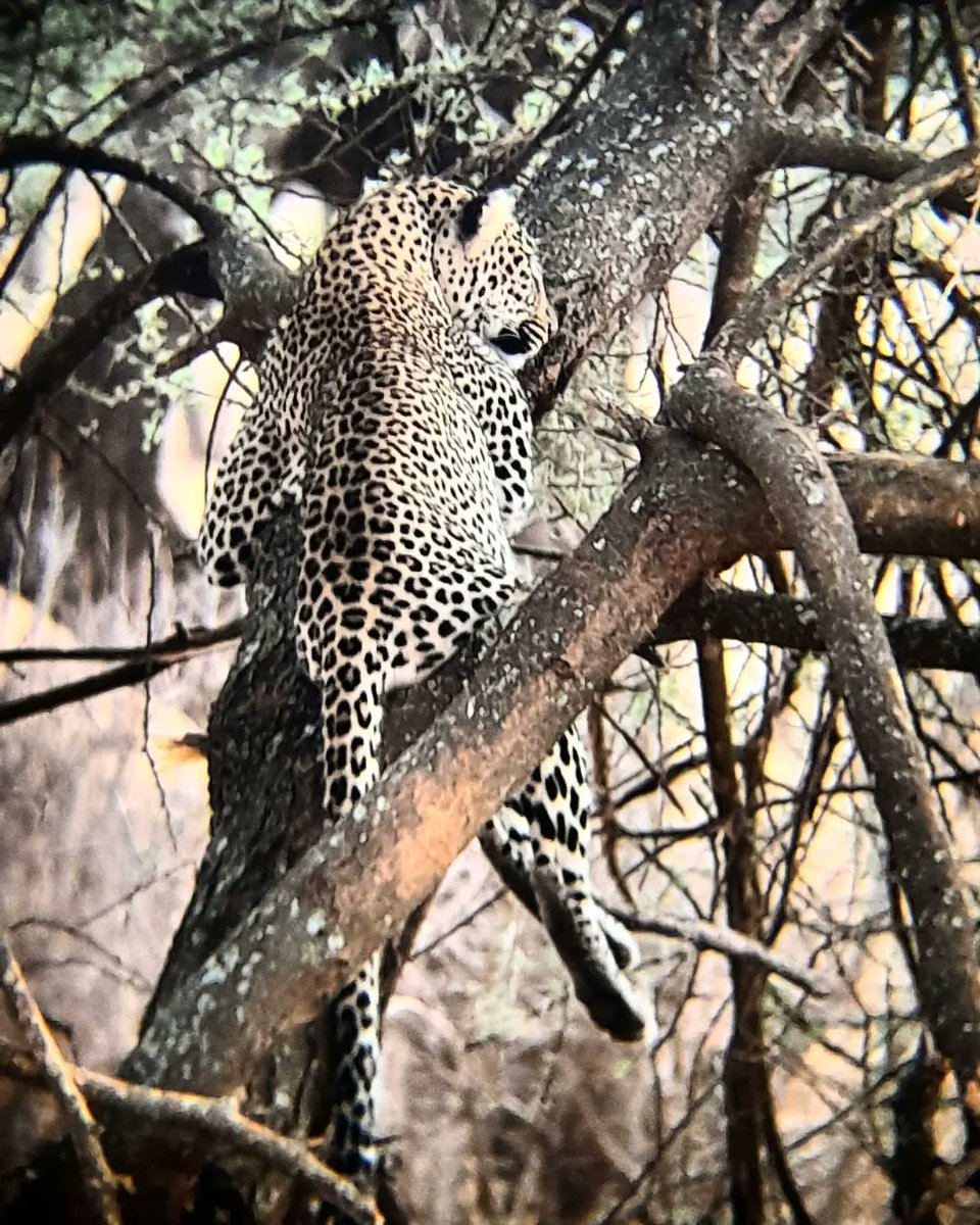 alexanderrclay's tweet photo. A leopard never changes its spots.
@Tarangirepark #leopard #bigfive #coolcat #coolcats #aleopardneverchangesitsspots #leopardcub #leopardcubs #leopardspots #nature #wildlife #strength #animalsofafrica https://t.co/2EmrrP4t4H