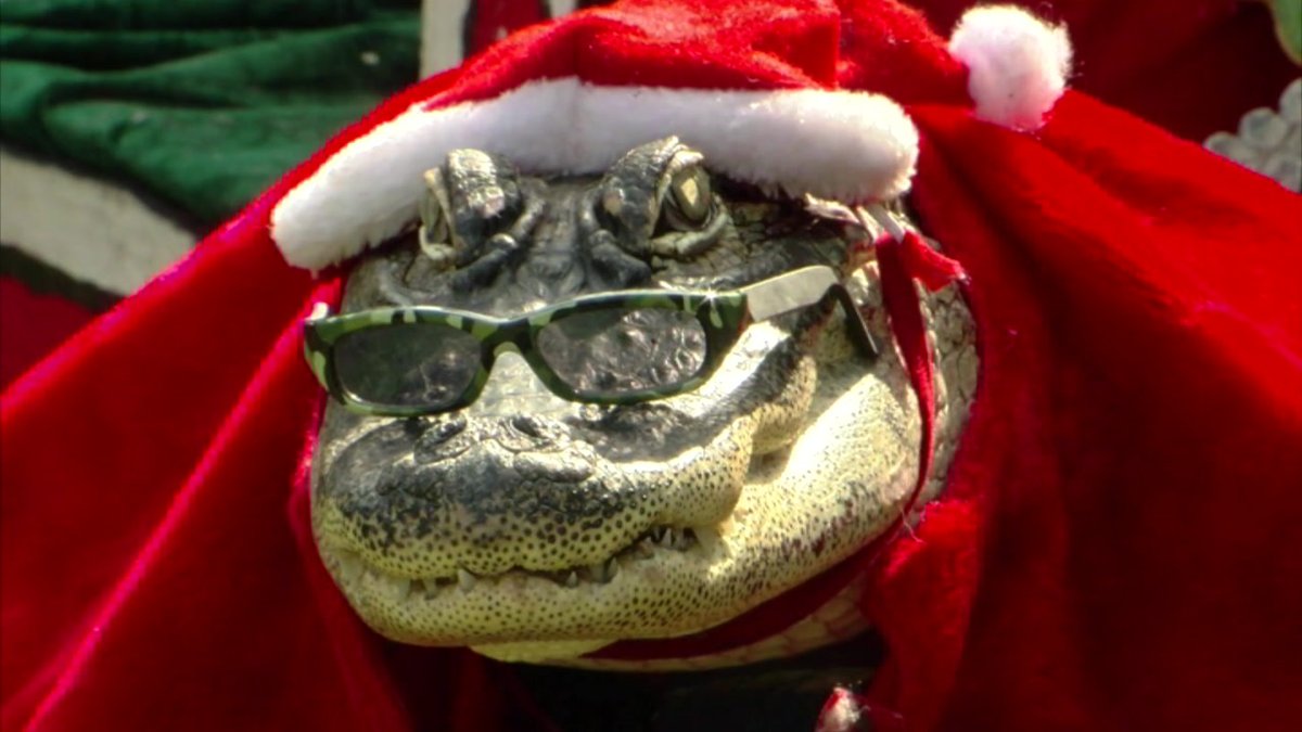 GatorsDaily's tweet photo. it is me

santa claws https://t.co/p5MZiUxLy4