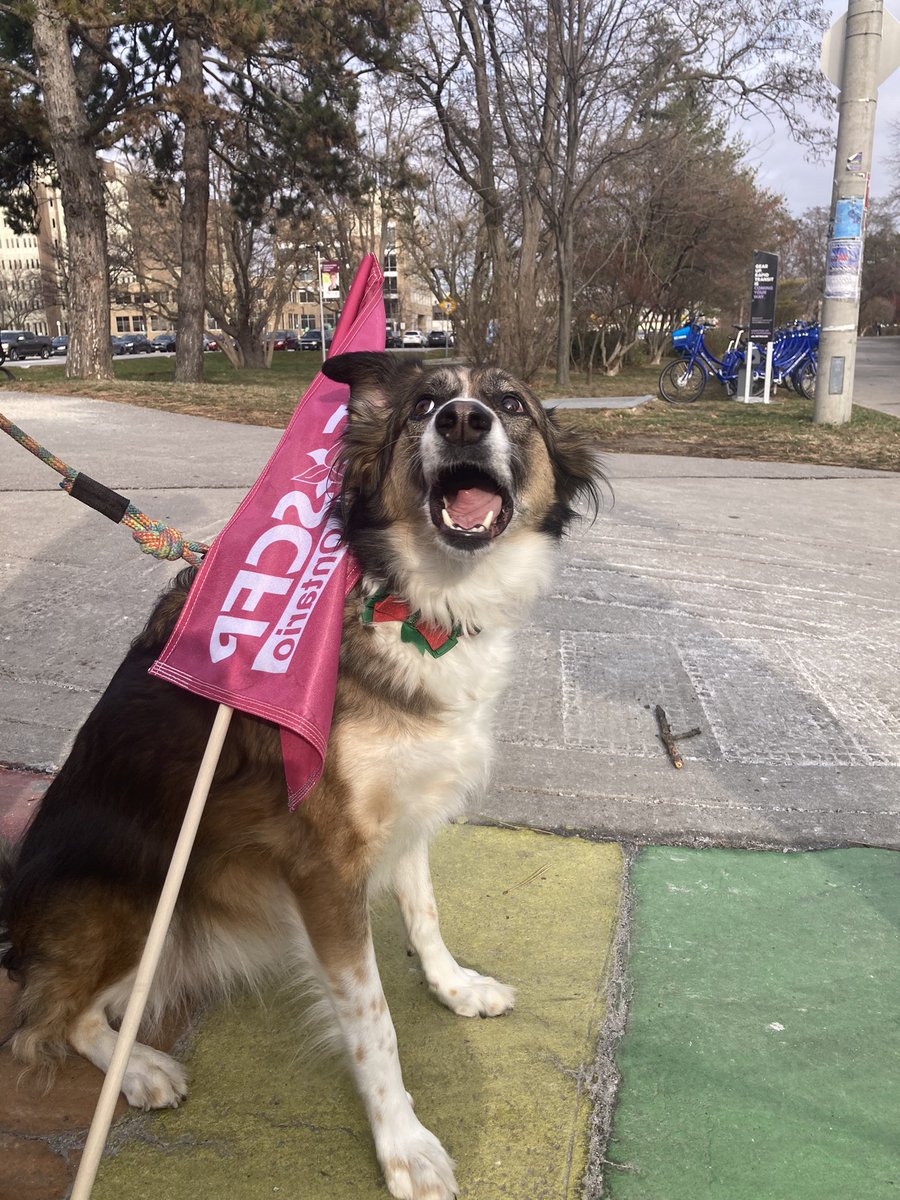 Zarya was on the picket line this morning and has a bone to pick with McMaster. This doggie is keen on fair wages, tuition reimbursement, and more belly rubs. 🐶 🪧