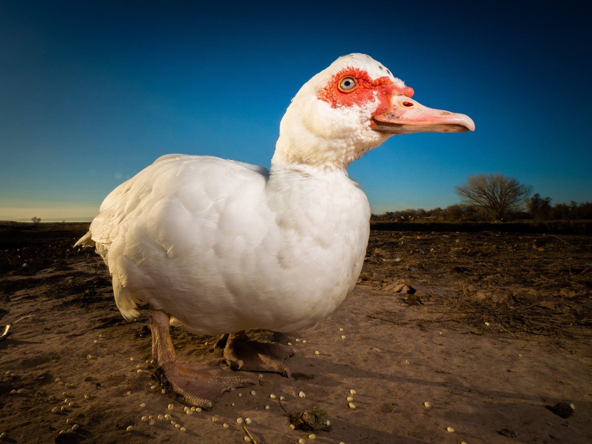 DashDucks.tv tweet media