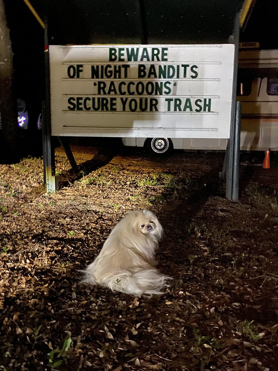 LilCaliGurl's tweet photo. A what de dog moment
#theireverywhere
.
.
#caligurl #pekingese #throughadogseyes #airstreamdog #flamingling #airstream #FindYourAWAY #campingwithdogs #roadtrip #roadtripusa #camping #flamingler #jekyllisland #trashpandas #racoon #coon #trashpanada #guardiansofmygalaxy https://t.co/Efw84yIRkK