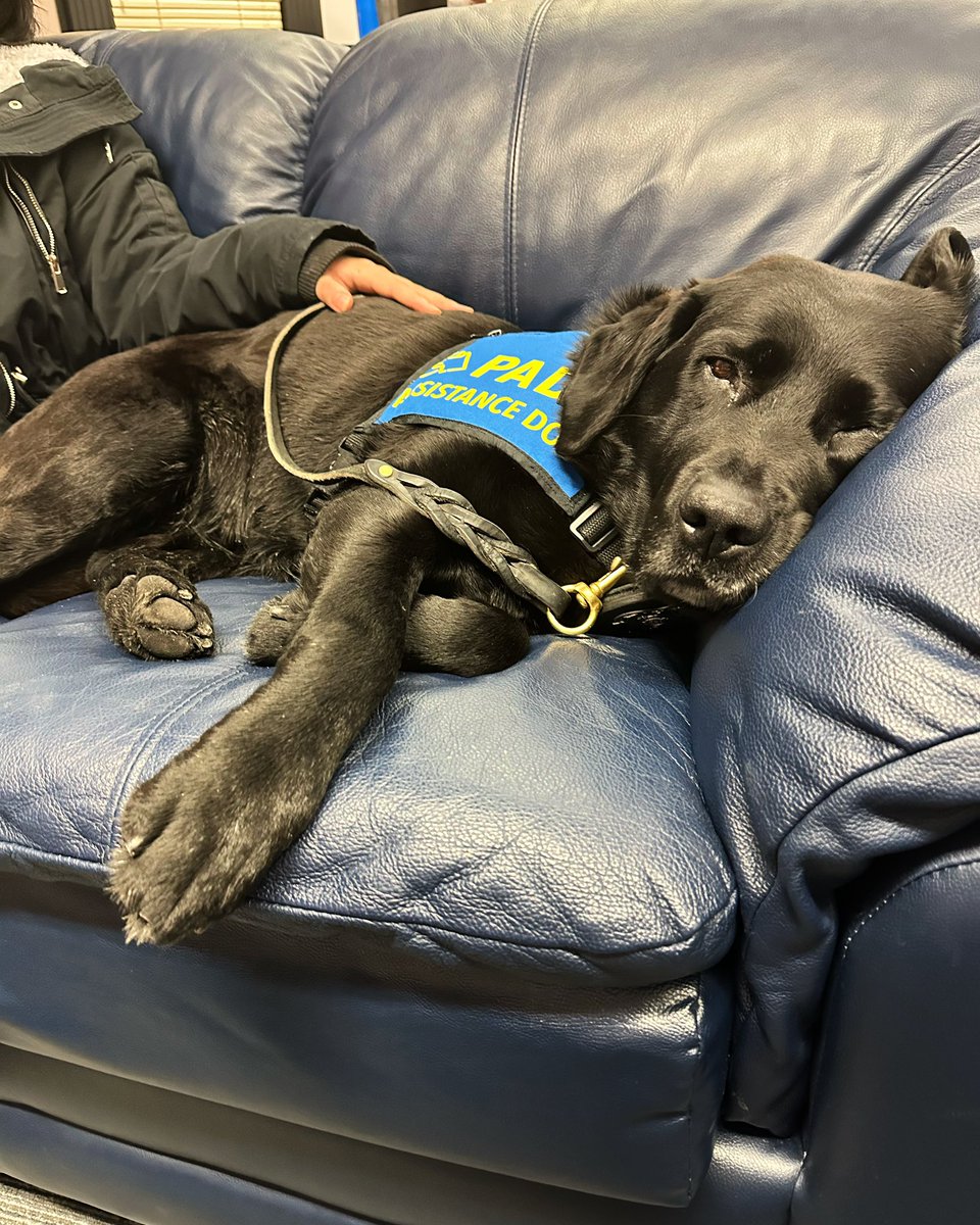 PADSk9Merlot's tweet photo. Nearly 2 1/2 years have gone by since we first met, but I didn’t forget this human. 💙🐾 #pawsofstrength #facilitydog #courthousedog #childabuse #workingdog #Dog @reginapolice @PADSdogs https://t.co/QXGD7jqMnb