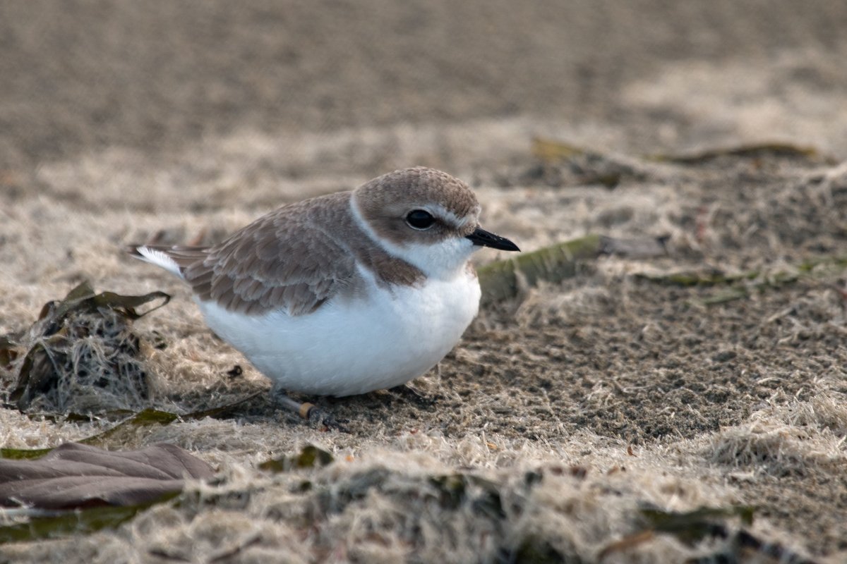 For those hitting up the beach this holiday week, please be mindful of our little feathered friends aka western snowy plovers. Stress can impact the outcome of their next breeding season, but the good news is that you can do your part to minimize this: ow.ly/kgUJ50LLzRK #🧵