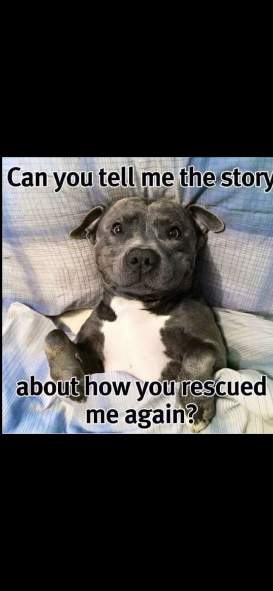 LilyRos82466565's tweet photo. @We_Like_Dogs Good luck in your forever home🍀. https://t.co/VAaYC8M6Ts