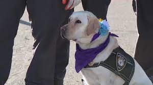 #DogNews: Avelo Airport uses comfort #dog to ease travel anxiety. #Connecticut 
Read more: bit.ly/3i5sbiR
.
#dogoftheday #labradorretriever #WorkingDog #TravellerMentalHealth #Thanksgiving2022