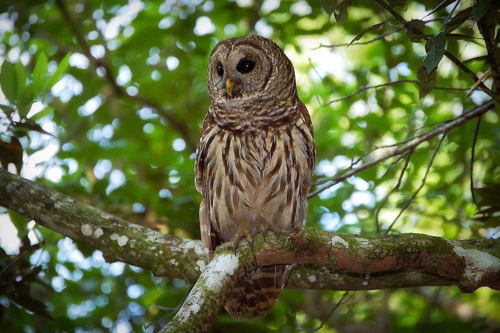 Florida Nature Photography tweet media