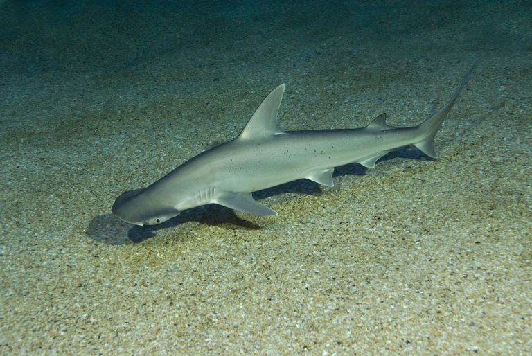 SharkiesOTD's tweet photo. ♡ Bonnetheads are so beautiful!! https://t.co/rRZTgaFbLT