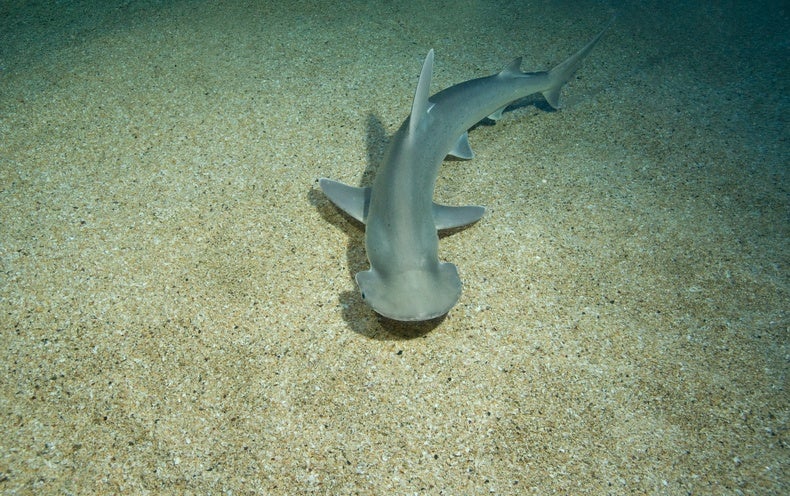 SharkiesOTD's tweet photo. ♡ Bonnetheads are so beautiful!! https://t.co/rRZTgaFbLT