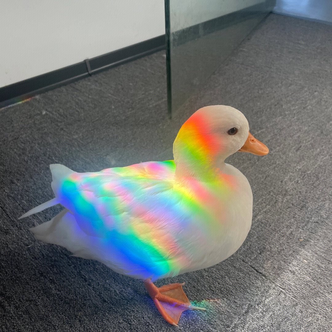 heeder420's tweet photo. Cute duckling https://t.co/RjTSXAcfOA