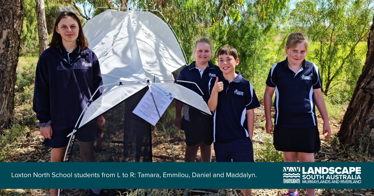 Murraylands and Riverland Landscape Board (@mrlandscapesa) on Twitter photo Students from Loxton North School are ‘buzzing’ with excitement over their <a href="/InsectInvestig8/">Insect Investigators</a> project results!
The students have helped to successfully recorded thousands of new insects as part of the <a href="/SAMuseum/">South Australian Museum</a> citizen science project. More info: bit.ly/3F4tAPT Students from Loxton North School are ‘buzzing’ with excitement over their <a href="/InsectInvestig8/">Insect Investigators</a> project results!
The students have helped to successfully recorded thousands of new insects as part of the <a href="/SAMuseum/">South Australian Museum</a> citizen science project. More info: bit.ly/3F4tAPT