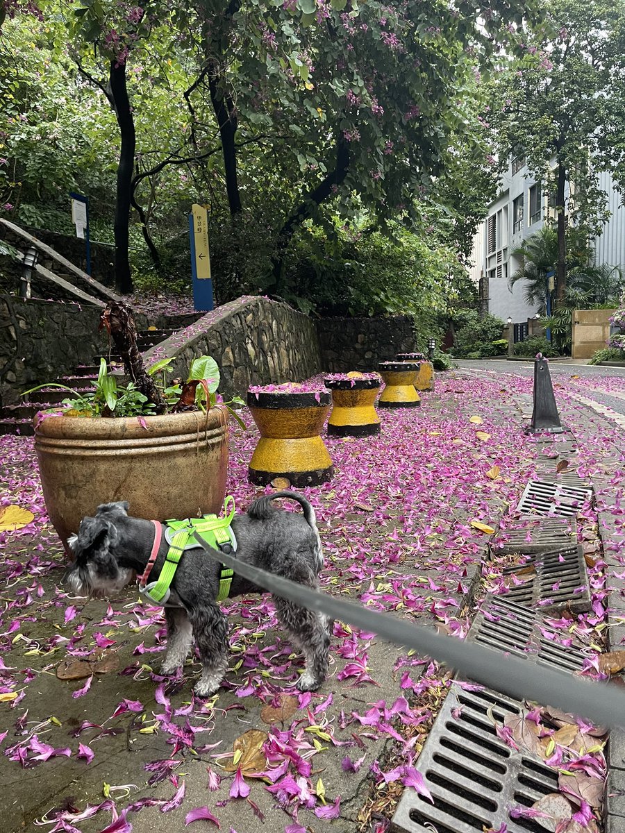 Lepeskin Denis tweet media