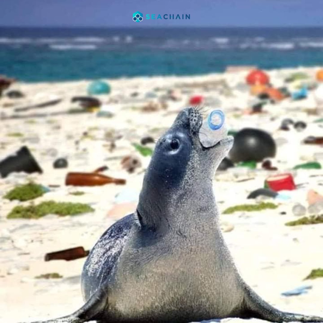 More than half of the planet Earth is occupied by large oceans and seas. It is estimated that around 7 million tons of marine debris are dumped into the oceans and seas each year, the main victims being sea turtles, seals, sea lions, dolphins, and sea birds.