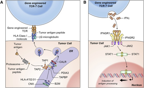 Online Now: Engineered T cell therapy for viral and non-viral epithelial cancers dlvr.it/SdCqgb