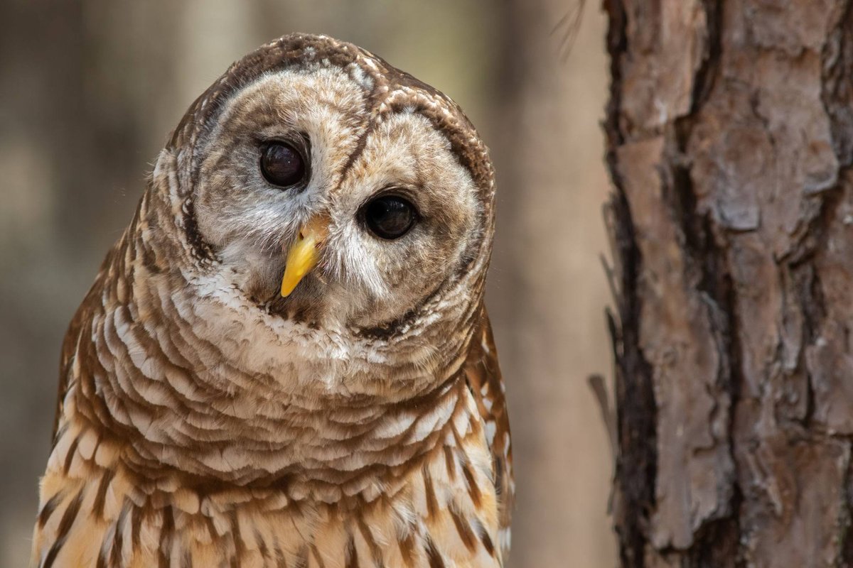 katrosereeves's tweet photo. It’s so cute and adorable ❤️❤️❤️❤️❤️❤️❤️❤️❤️

#cute #Owl #birds #nature https://t.co/3oPDXrWWRn