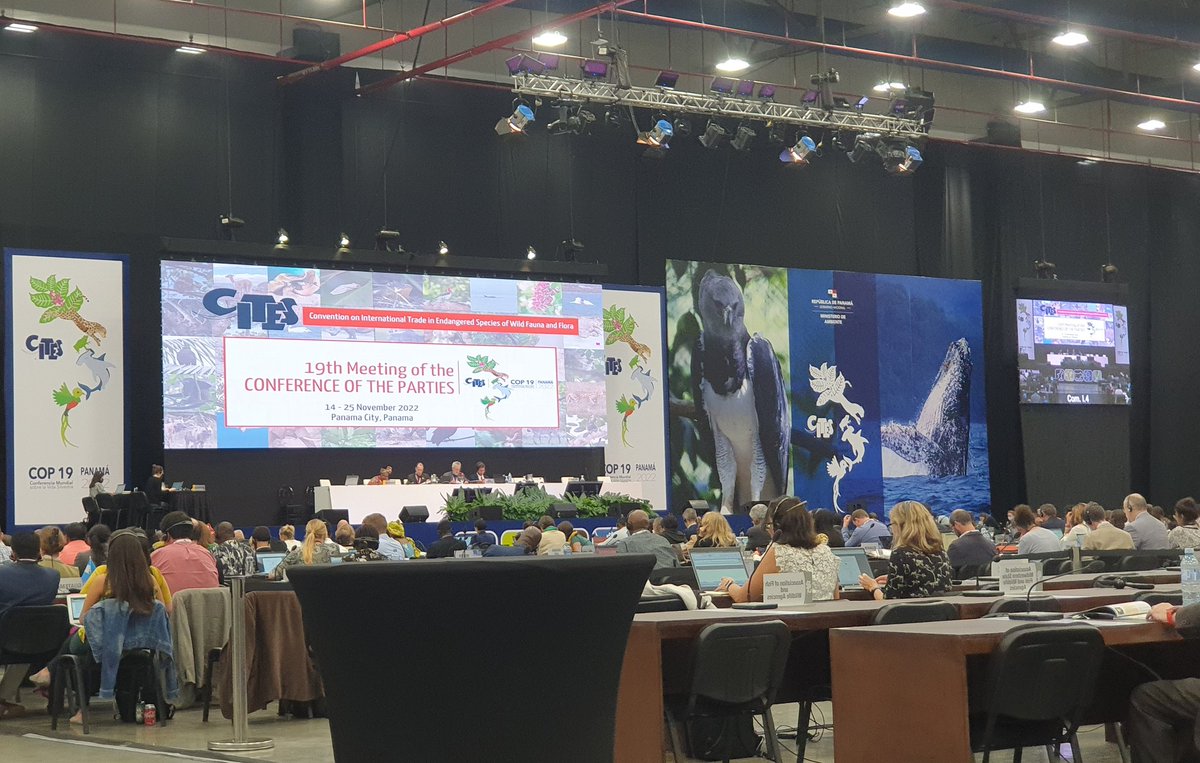 dkachelriess1's tweet photo. In today's #CITESCoP19 Com I evening session, @CITES - at long last - adopts a resolution on #marineturtles to guide the Convention's long term work &amp; strategy on these App1 taxa. Congrats to @USFWSIntl for proposing &amp; everyone involved over the last years to make this happen. https://t.co/5MZ8U9VXVe