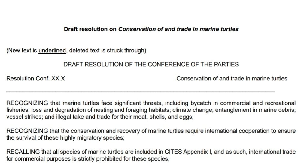 dkachelriess1's tweet photo. In today's #CITESCoP19 Com I evening session, @CITES - at long last - adopts a resolution on #marineturtles to guide the Convention's long term work &amp; strategy on these App1 taxa. Congrats to @USFWSIntl for proposing &amp; everyone involved over the last years to make this happen. https://t.co/5MZ8U9VXVe