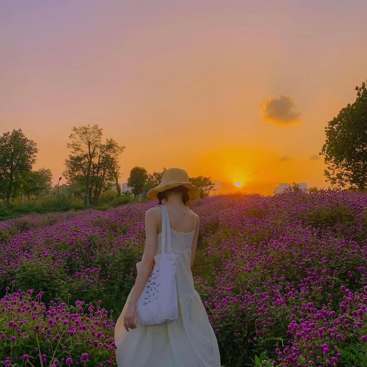 LyLyMartin1's tweet photo. Picturesque cypress flower garden in Long Bien
Have you checked in to this hot hit place yet?
#longbien #hanoi #travel #vietnam #checkinvietnam https://t.co/mJiDzmnjqN