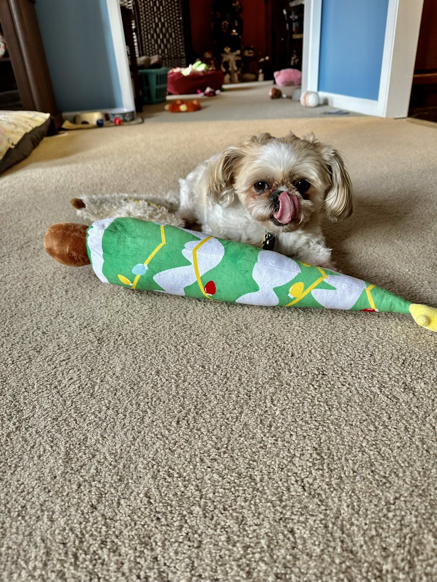 #shihtzu #tongueouttuesday #DogsofTwittter #shihtzusoftwitter