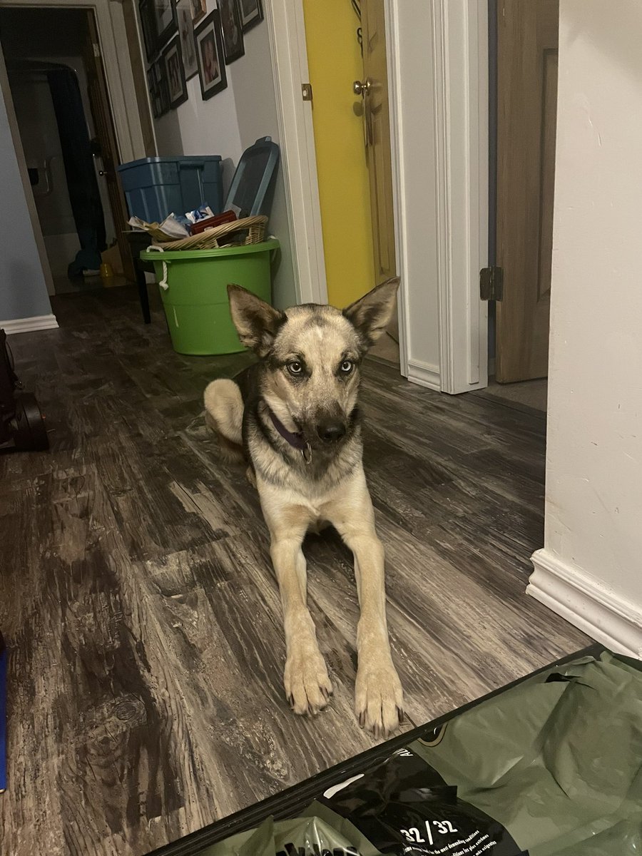 Dog food day! Stocked up on <a href="/inukshukdogfood/">Inukshuk Dog Food</a> for the next few months. Jitterbug supervised and made sure there was no kibble to clean up.