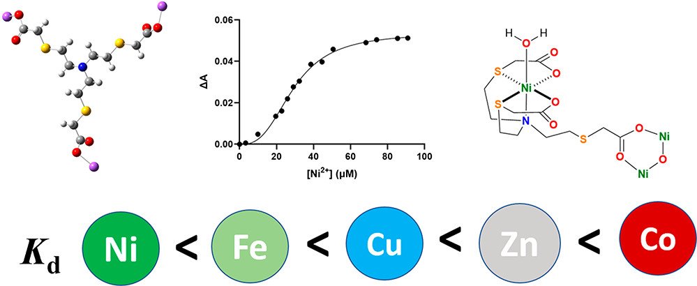 bhkenlo's tweet image. Development of a Highly Selective Ni(II) Chelator in Aqueous Solution pubs.acs.org/doi/10.1021/ac… Kodanko and co-workers @InorgChem #nickel #chelator #selectivity #aqueous #affinity #pH #clusters #aqua #XPS #SSNOO #SG20