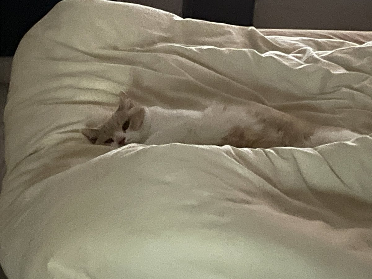 soda83121's tweet photo. #互fo sleepy cat https://t.co/Y8mPR503sd