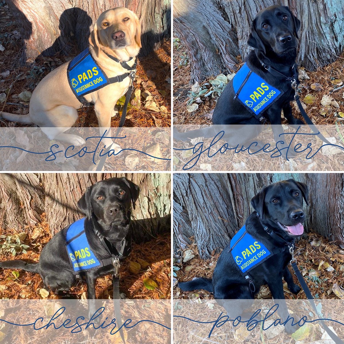 PADSdogs's tweet photo. Our Burnaby Campus welcomed 12 dogs to Advanced Training earlier this month. Join us in congratulating them on this achievement and in wishing them the best on the next stage of their journey! #LifeInTheBlueVest #PADSDogs https://t.co/SoPZl3WpQ3