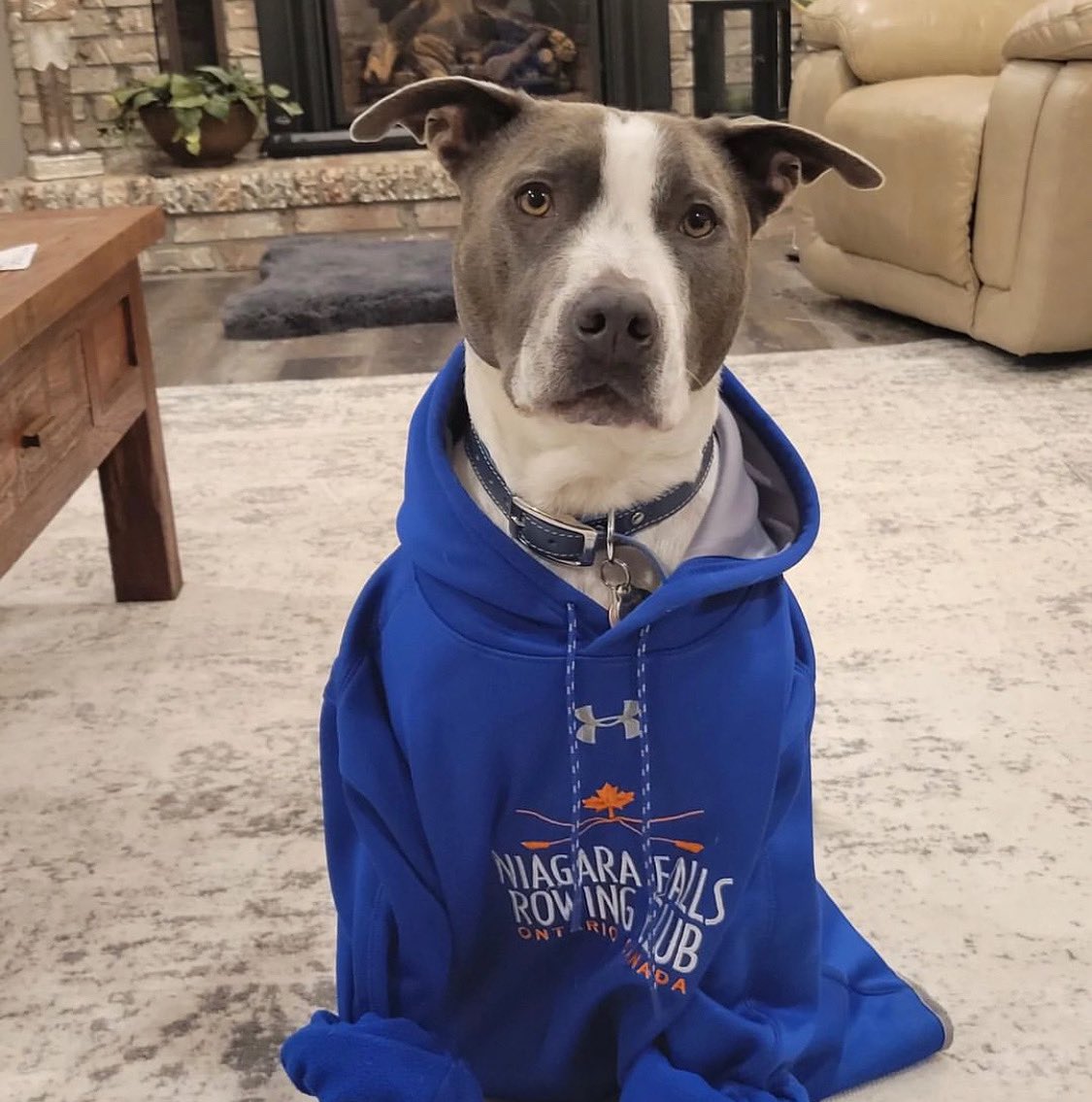 niagarafallsrc's tweet photo. 🔁 Repost jimhyman2020: True supporter of Niagara Falls Rowing!
.
.
.
#niagarafalls #niagarafallsrowingclub #rowingclub #rowing #rowinglife #rowingrelated #rowingdog #rowingdogs https://t.co/JbLCiLHeEg