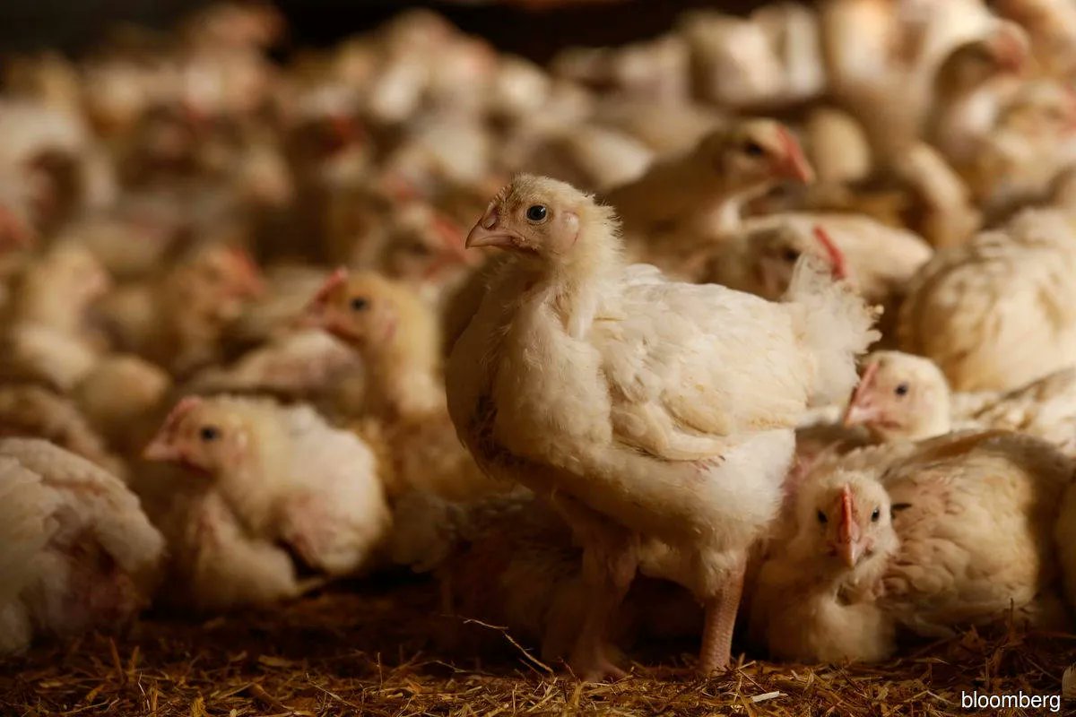 AGRIDevelopmnts's tweet photo. Another food crisis is beginning in the protein markets, with the UK battling its worst-ever outbreak of avian influenza (bird flu) in history.
#Agriculture #Food #Sustainability #Crisis #Finance #Investment #Philippines #AGRIDevelopments
https://t.co/mSjxwaWv7c https://t.co/9LX6cgPiy6