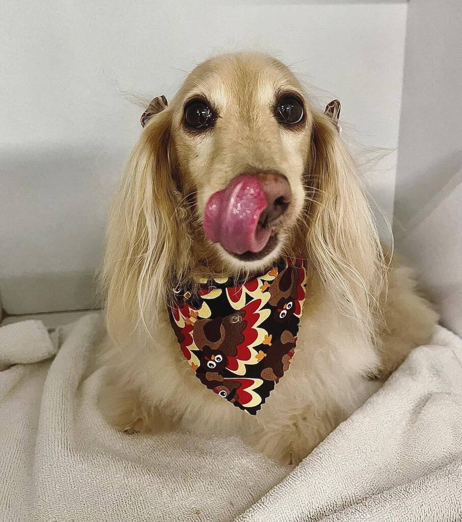Vienna is def the tastiest little turkey on the block. Those eyes tho 🥹 #wienerdog #longhairdachshund #dogsofadamsave #dirtymuttsdrivemenuts #puppiesinthetub