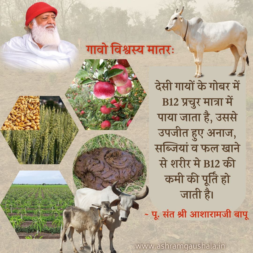 #गावो_विश्वस्य_मातरः 
Desi Cow's dung is a very important source of bio-fertilizer.
 
Abundant amount of B12 is found in #DesiCows dung.

By eating grains,vegetables & fruits grown from d dung of these cows, deficiency of B12 in the body is replenished ~ Sant Shri Asharamji Bapu