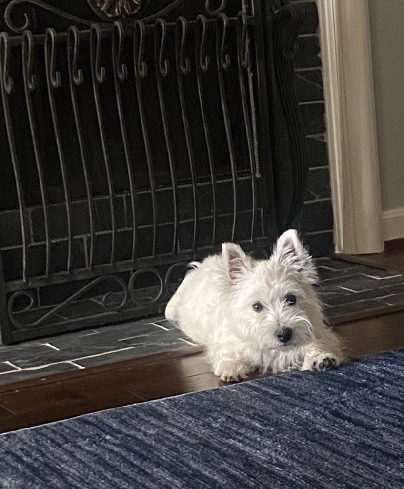 MacgregorWestie's tweet photo. @appaandkhaleesi Hi Appa &amp; Khaleesi, Happy Birthday!!!  Your new fren Mac https://t.co/iELNgCN3uw