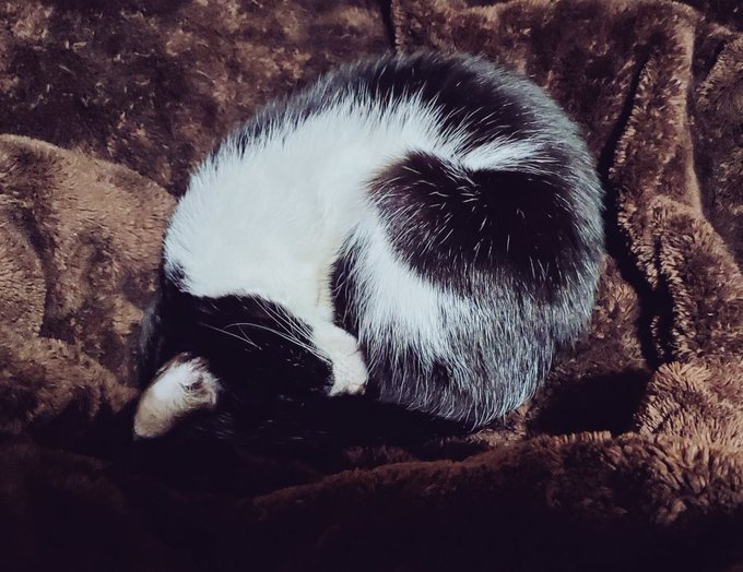 ねこがふわふわ寝ている 
