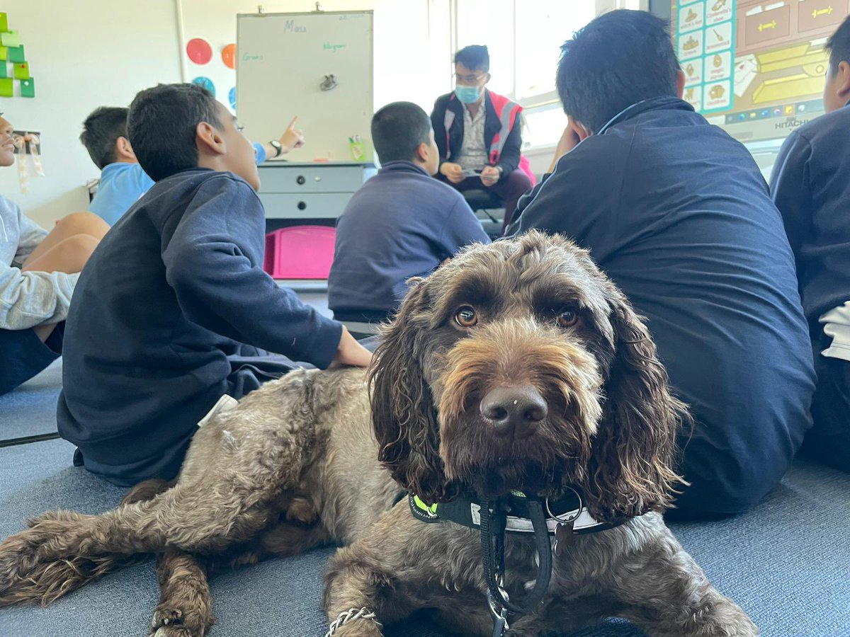 LansvaleEast's tweet photo. Quality time with our Well-being School Support Dogs @LansvaleEast makes our day super happy. @NSWEducation #LoveWhereYouLearn #dogsofdoe https://t.co/T8XiOjj4yX