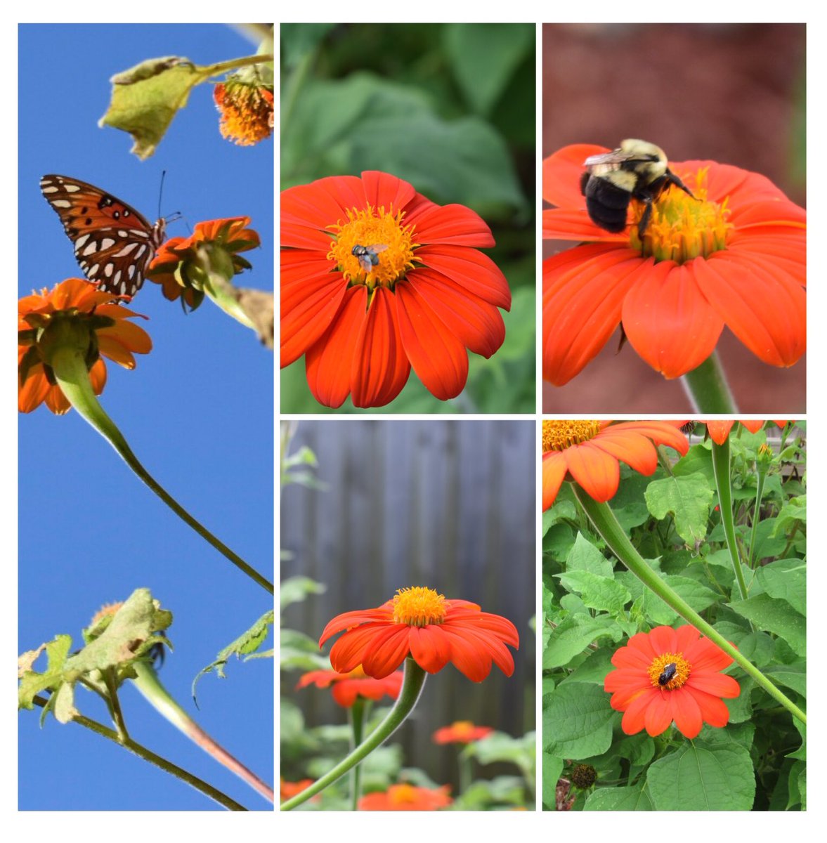 Good morning! T is for Tithonia, butterfly magnet every day of the week!