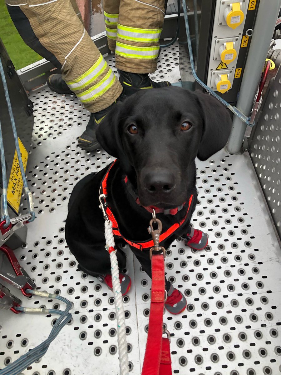 HertsFireDog's tweet photo. A ago today we said a painful goodbye to our gorgeous #FireDog Thor. There’s not a day goes by that we don’t think about him &amp; we still continue to miss him. He would have had an amazing search dog career ahead of him but was sadly taken too soon🌈 #RIPThor #GoneButNeverForgotten https://t.co/1PuFocTraA