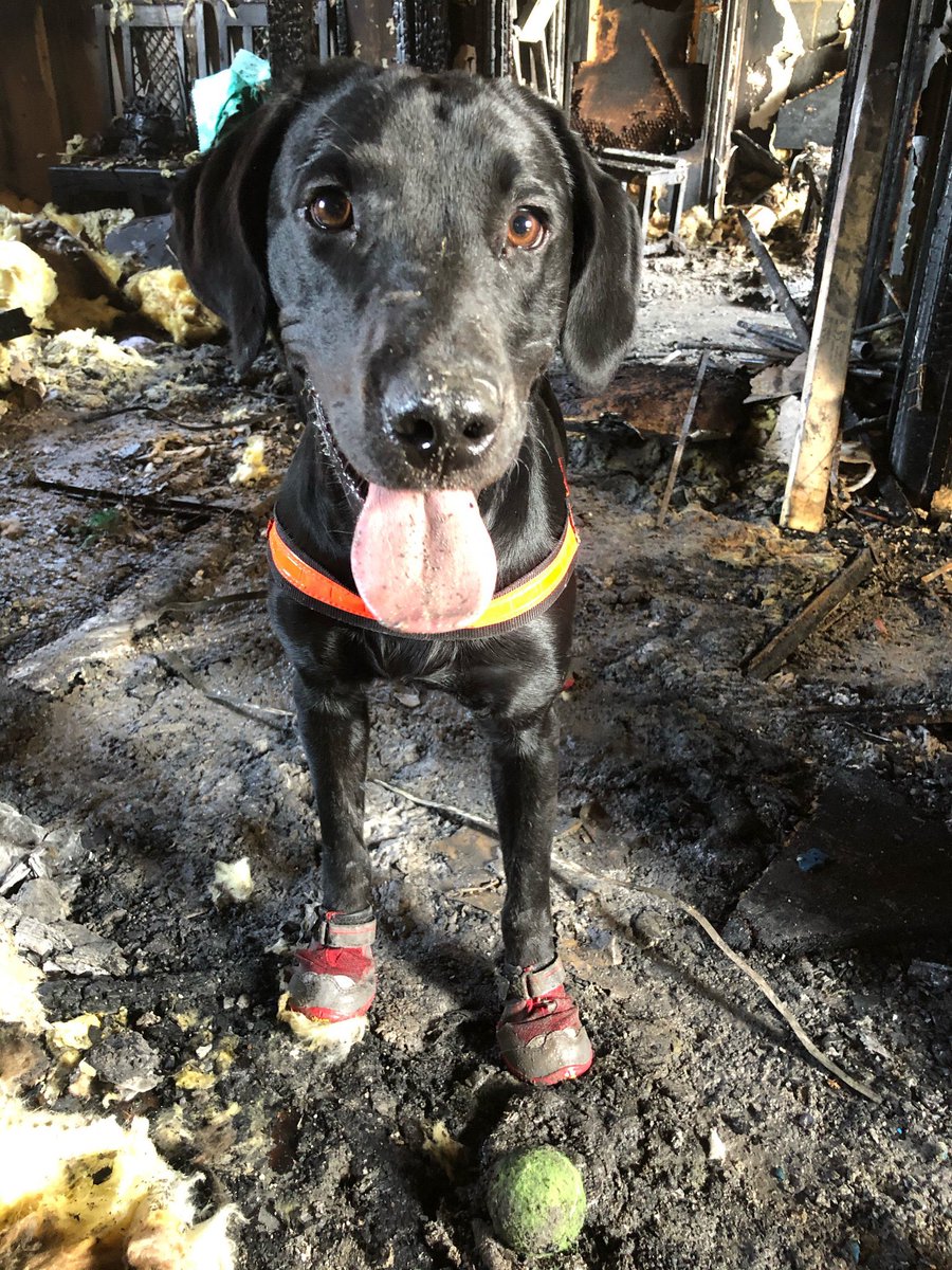 HertsFireDog's tweet photo. A ago today we said a painful goodbye to our gorgeous #FireDog Thor. There’s not a day goes by that we don’t think about him &amp; we still continue to miss him. He would have had an amazing search dog career ahead of him but was sadly taken too soon🌈 #RIPThor #GoneButNeverForgotten https://t.co/1PuFocTraA