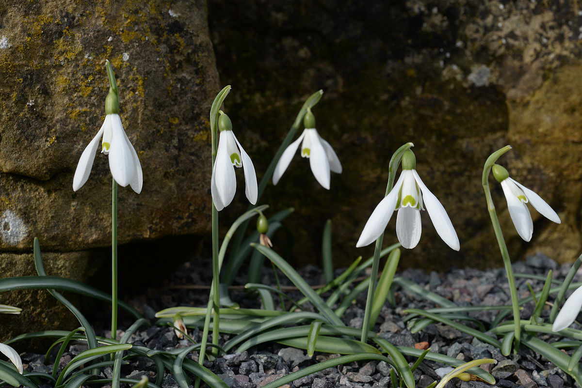crawley_mick's tweet photo. @BSBIbotany @TrisNorton @Jo_the_botanist Take a trip to RHS Wisley this weekend and visit the Alpine House.  You'd be hard-hearted not to be enchanted by Galanthus reginae-olgae (left) and Narcissus cantabricus (right). https://t.co/hqnLs6colc