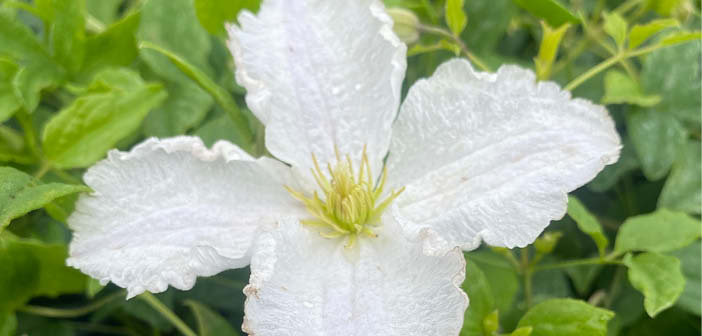 New Leaf Plants joins ‘Plants for Perennial’ promotion

Read more via #HortNews >> hortnews.com/articles/horti…

<a href="/PerennialGRBS/">Perennial</a> <a href="/Newleafplants/">New Leaf Plants</a>  #horticulture