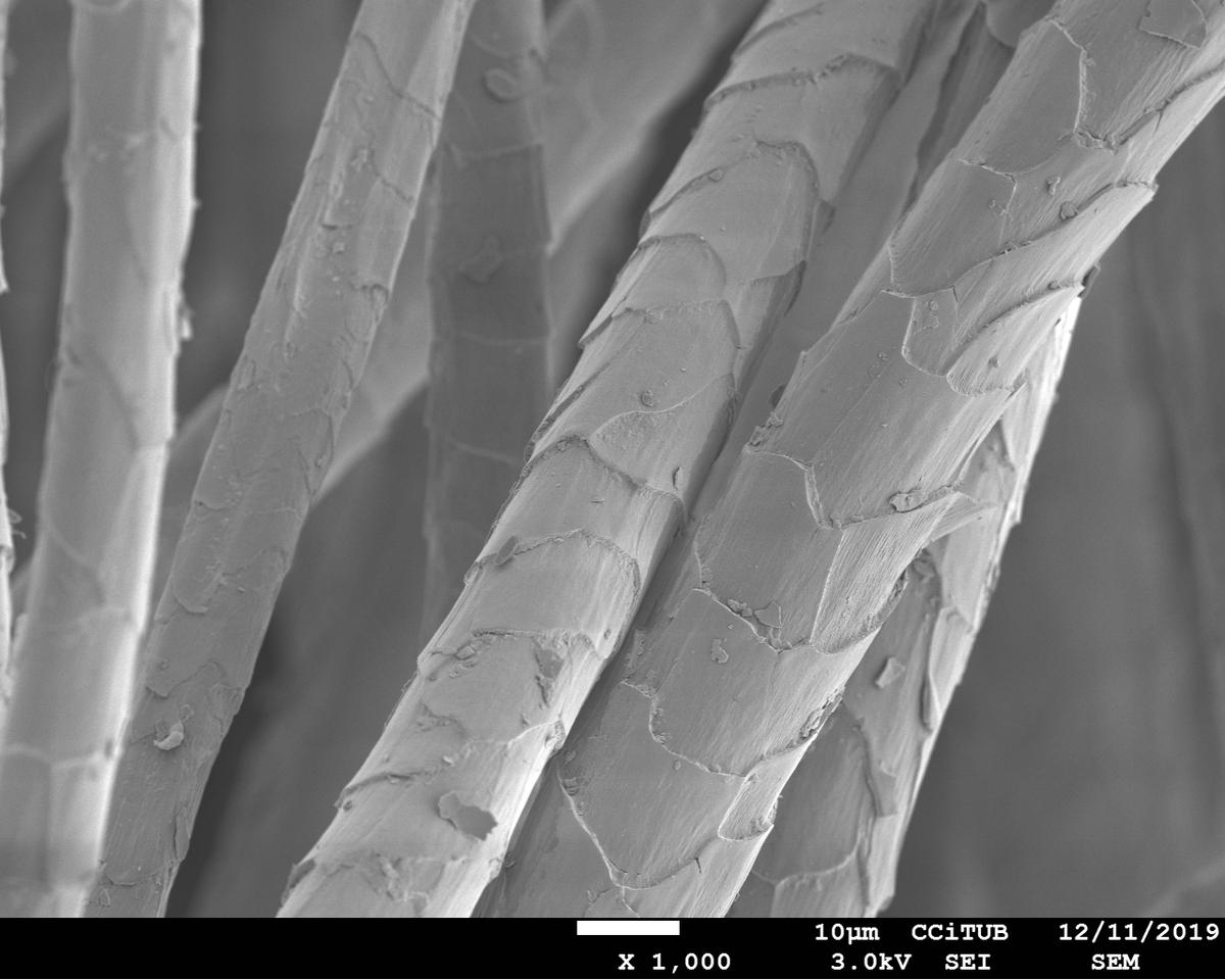 CitecUB's tweet photo. #CCiTUBDivulga | El laboratori #TEM-#SEM #CCiTUB ha col·laborat amb @pererenom en el seu llibre #CiènciaSotaElFocus
👀Hi podreu veure, entre d'altres, imatges de mostres de llana captades pels nostres #microscopis electrònics➡️https://t.co/YfYTV5Q6qV
Gràcies per la menció! https://t.co/zPpy3Q5c8P